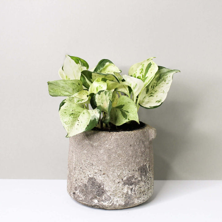 Epipremnum manjula (Efeutute Happy Leaf) Foliage Dreams