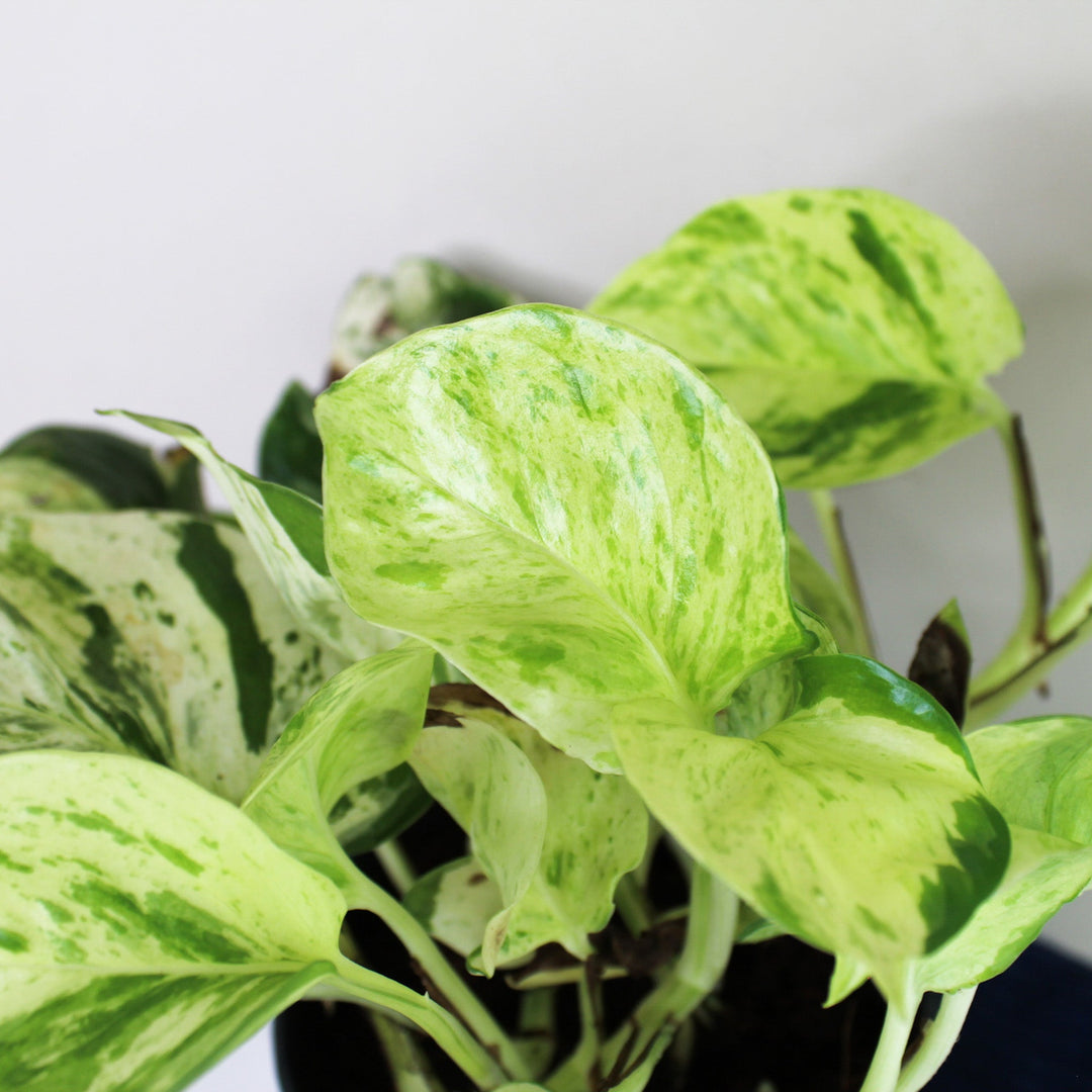 Epipremnum Manjula 'Happy Leaf' (Efeutute) Foliage Dreams
