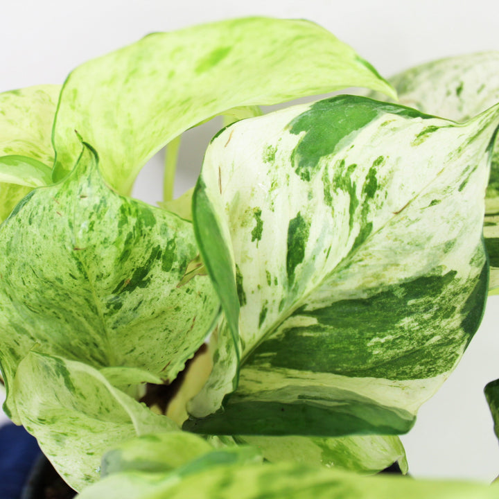 Epipremnum Manjula 'Happy Leaf' (Efeutute) Foliage Dreams