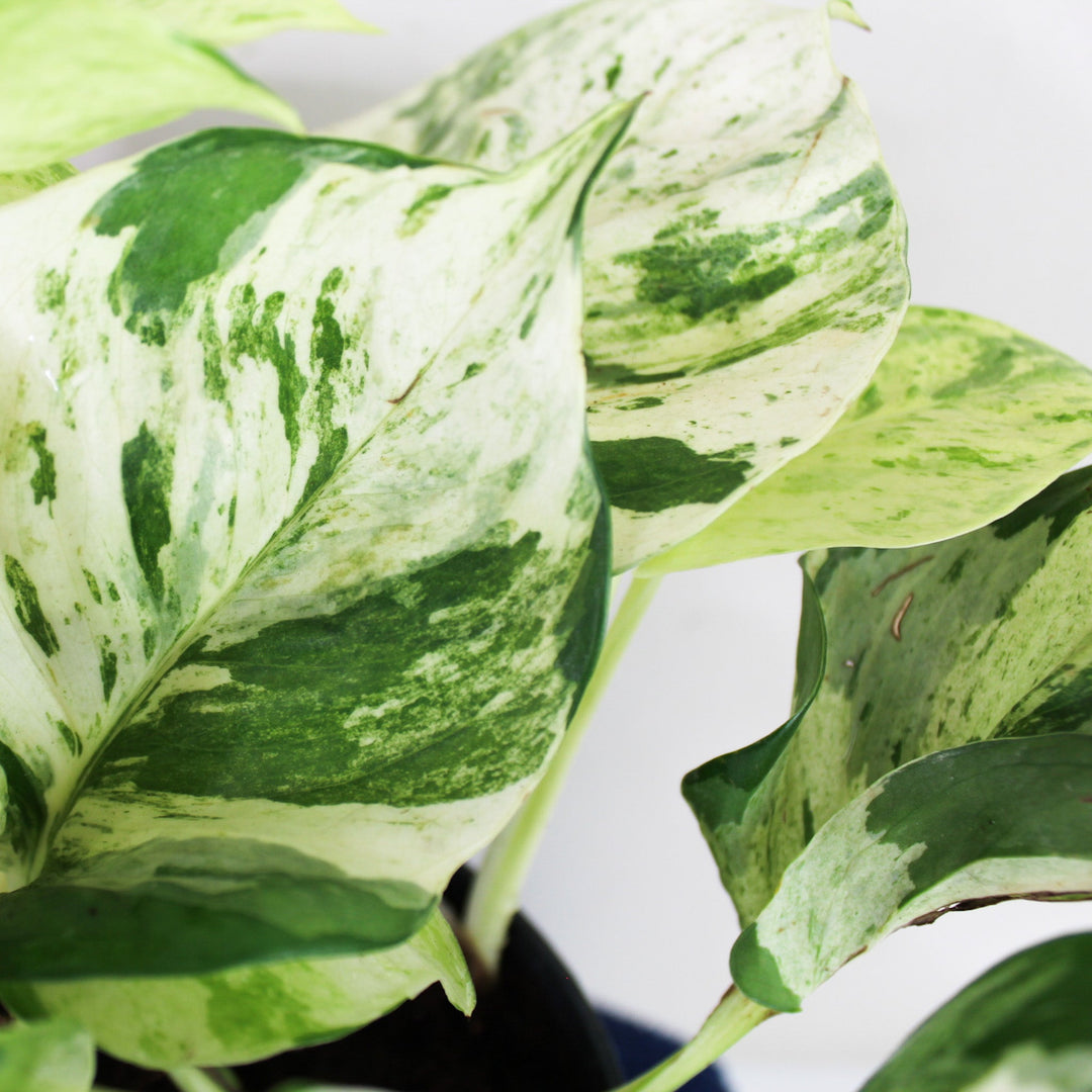 Epipremnum Manjula 'Happy Leaf' (Efeutute) Foliage Dreams