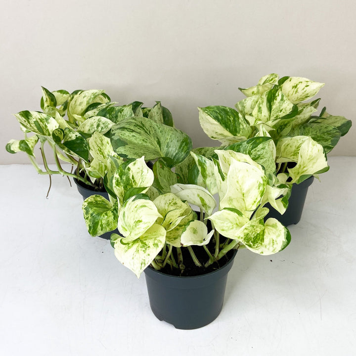 Epipremnum Manjula 'Happy Leaf' (Efeutute) Foliage Dreams