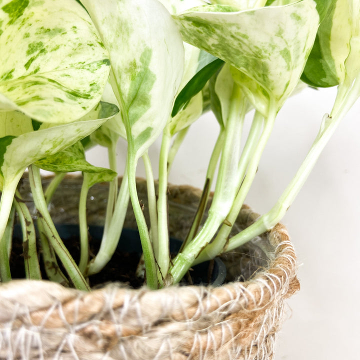 Epipremnum Manjula 'Happy Leaf' (Efeutute) Foliage Dreams
