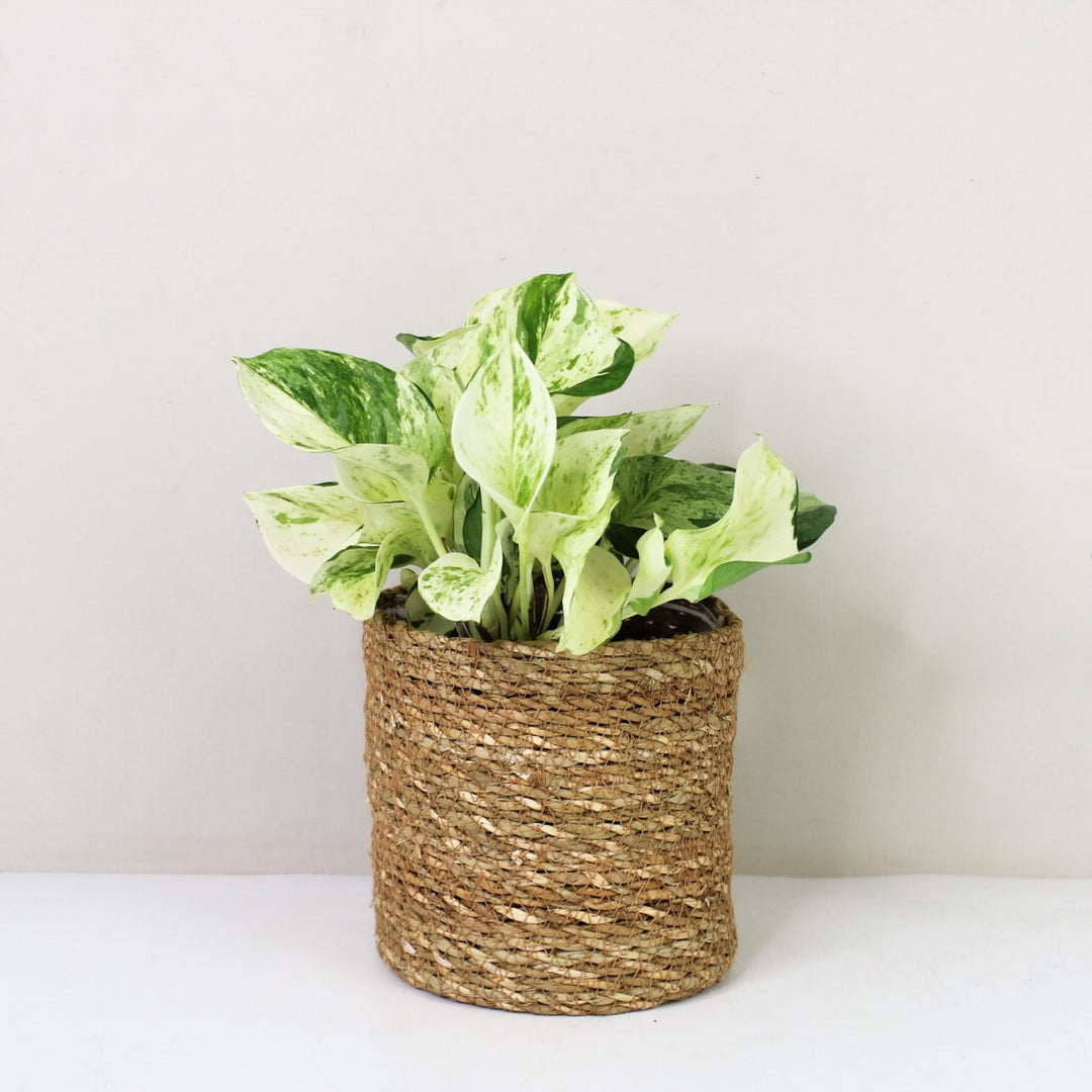 Epipremnum Manjula 'Happy Leaf' (Efeutute) M / Korb braun Foliage Dreams