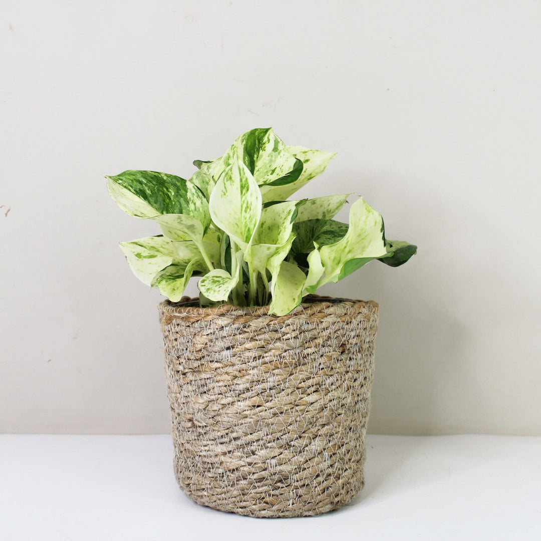 Epipremnum Manjula 'Happy Leaf' (Efeutute) M / Korb creme Foliage Dreams