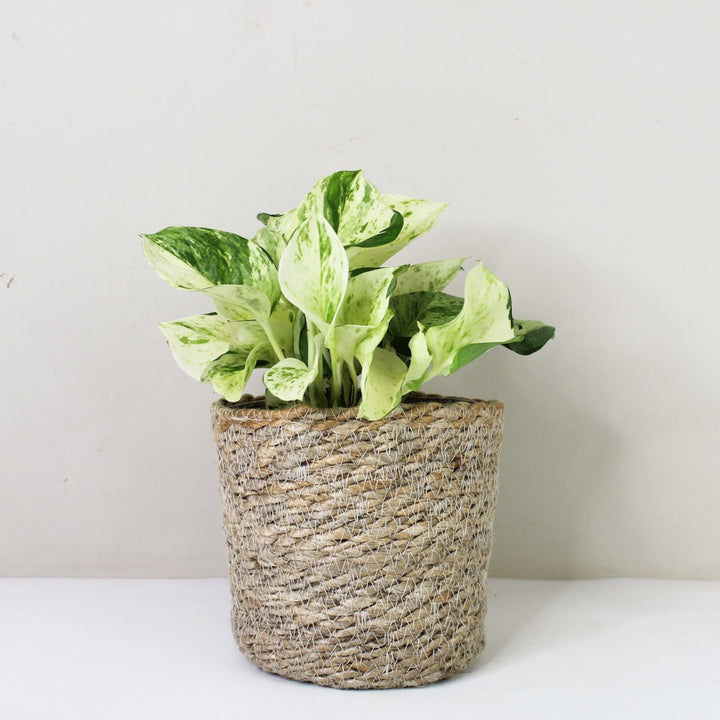 Epipremnum Manjula 'Happy Leaf' (Efeutute) M / Korb creme Foliage Dreams
