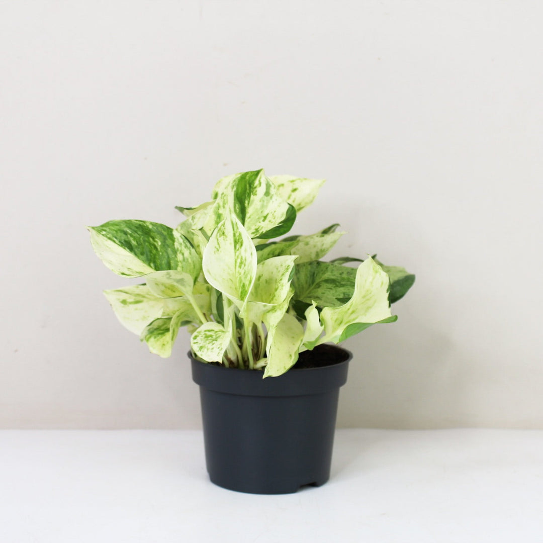Epipremnum Manjula 'Happy Leaf' (Efeutute) M / ohne Übertopf Foliage Dreams