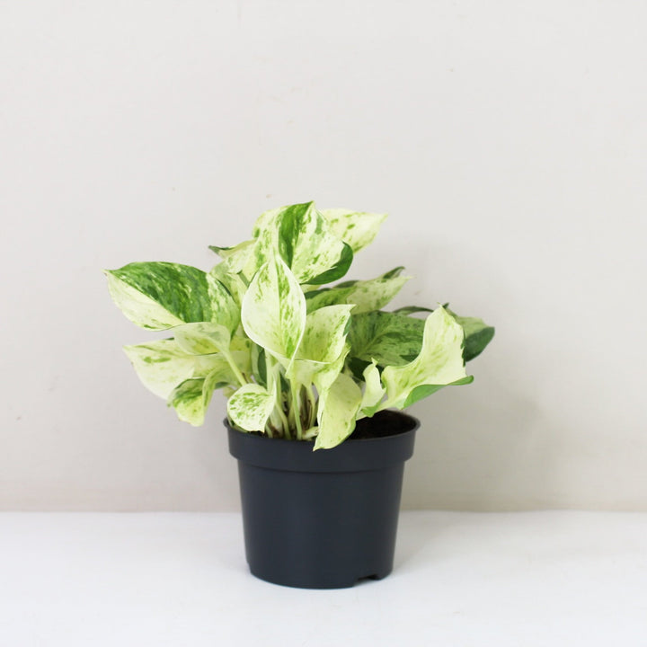Epipremnum Manjula 'Happy Leaf' (Efeutute) M / ohne Übertopf Foliage Dreams
