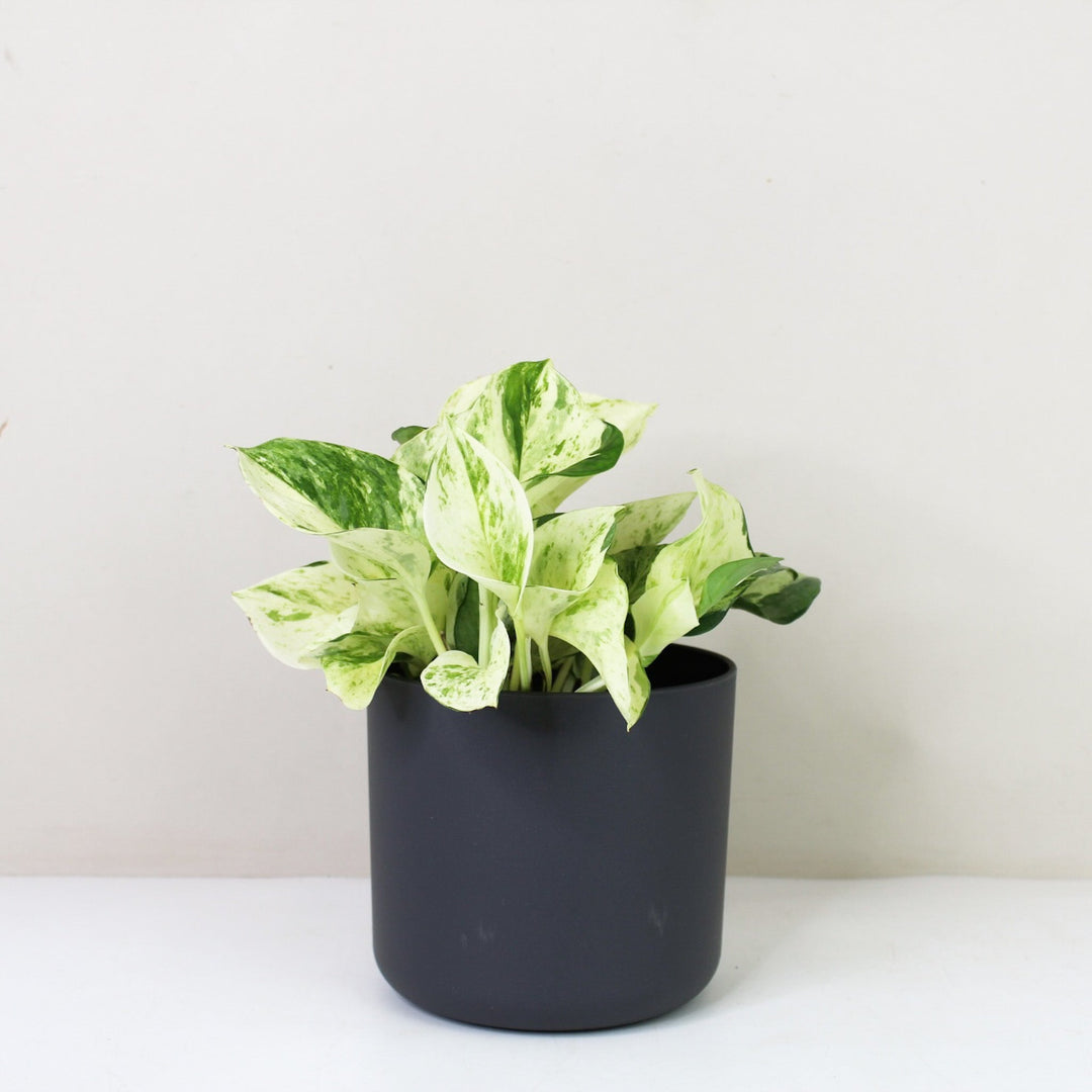 Epipremnum Manjula 'Happy Leaf' (Efeutute) M / Topf anthrazit Foliage Dreams