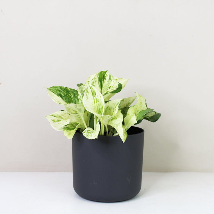 Epipremnum Manjula 'Happy Leaf' (Efeutute) M / Topf anthrazit Foliage Dreams