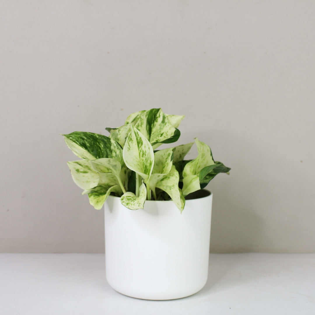 Epipremnum Manjula 'Happy Leaf' (Efeutute) M / Topf weiß Foliage Dreams