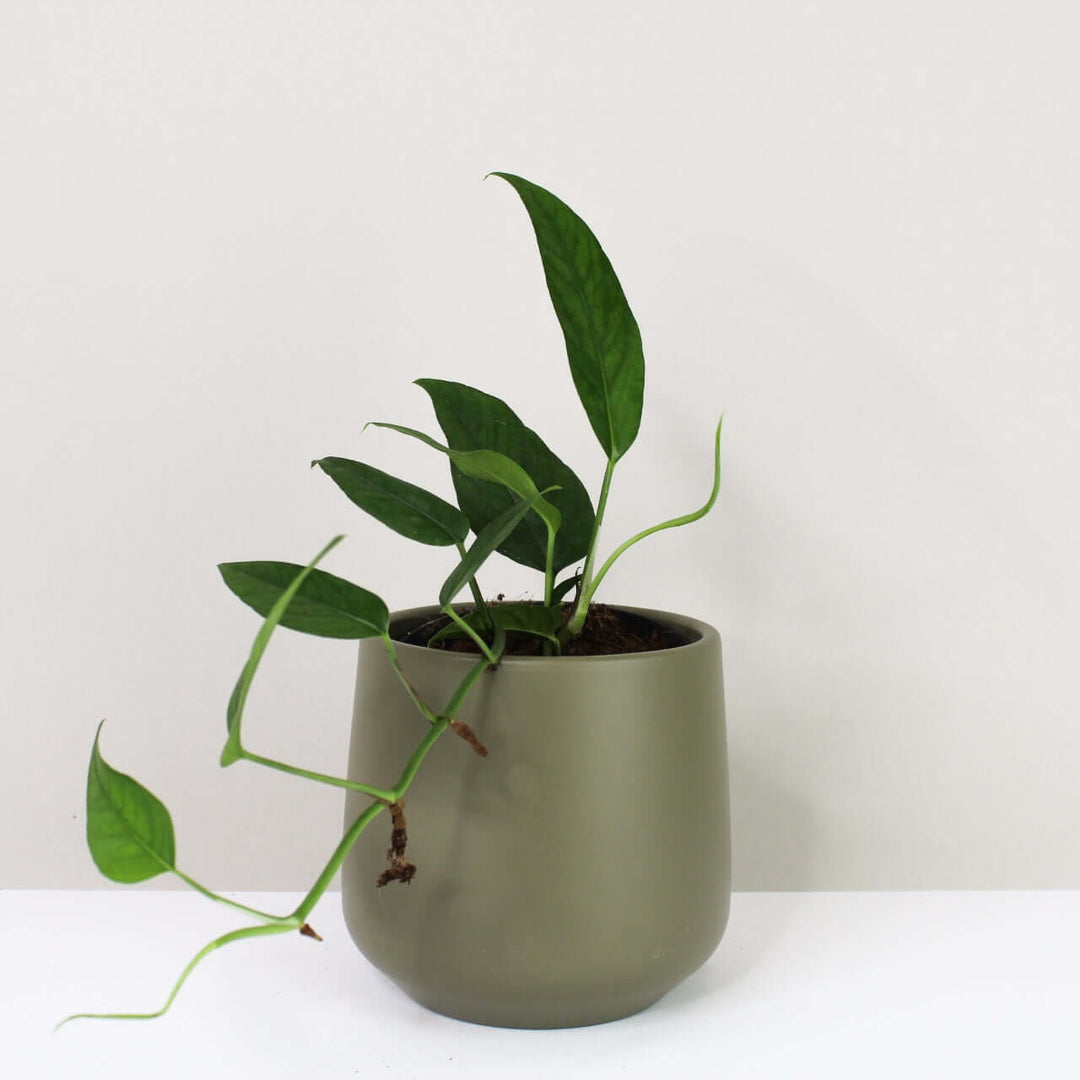 Epipremnum pinnatum blue form Foliage Dreams