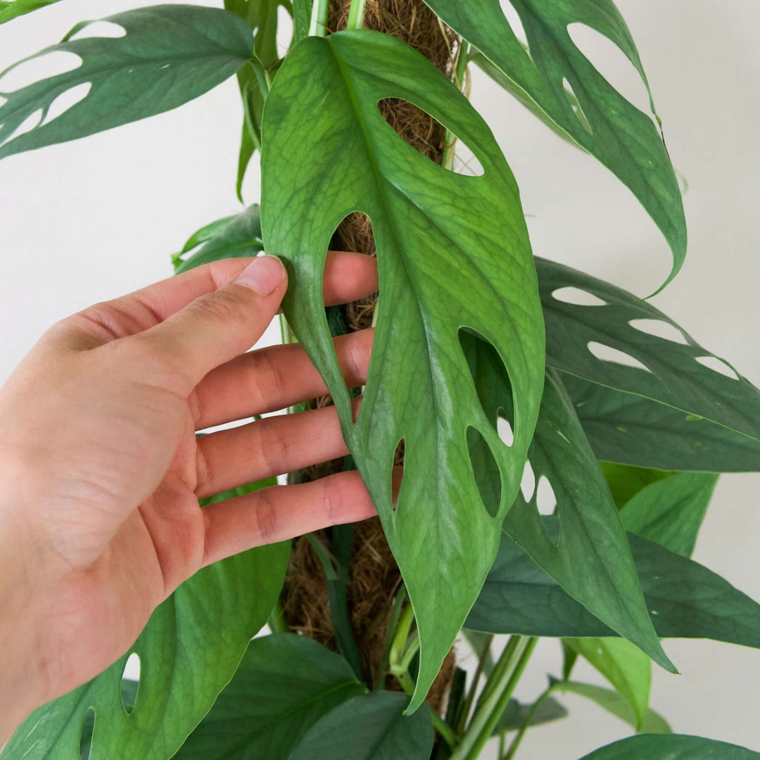 Epipremnum Pinnatum 'Cebu Blue‘ Foliage Dreams