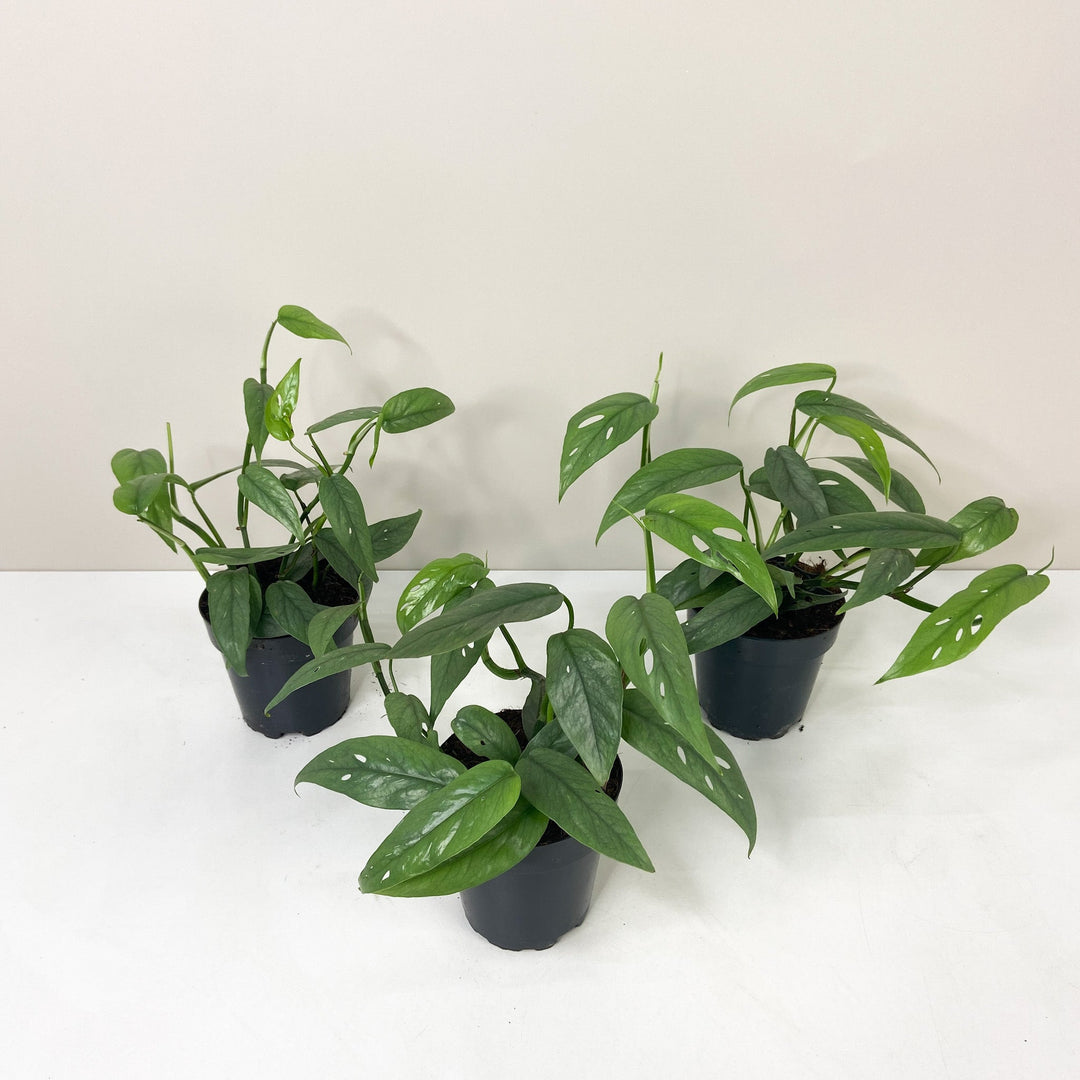 Epipremnum Pinnatum Cebu Blue Foliage Dreams