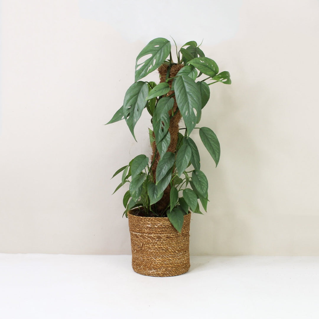 Epipremnum Pinnatum Cebu Blue L / Korb braun Foliage Dreams