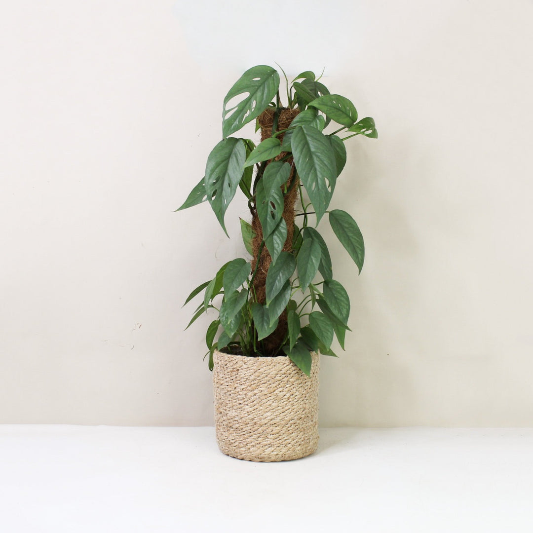 Epipremnum Pinnatum Cebu Blue L / Korb creme Foliage Dreams