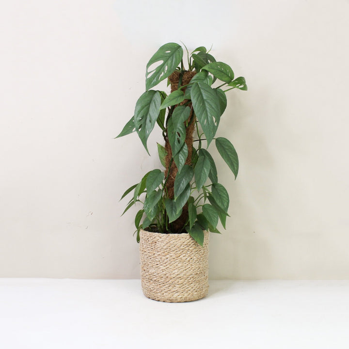 Epipremnum Pinnatum Cebu Blue L / Korb creme Foliage Dreams