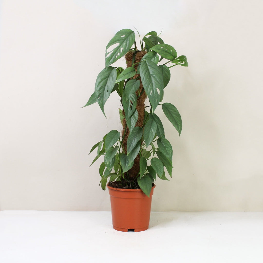 Epipremnum Pinnatum Cebu Blue L / ohne Übertopf Foliage Dreams