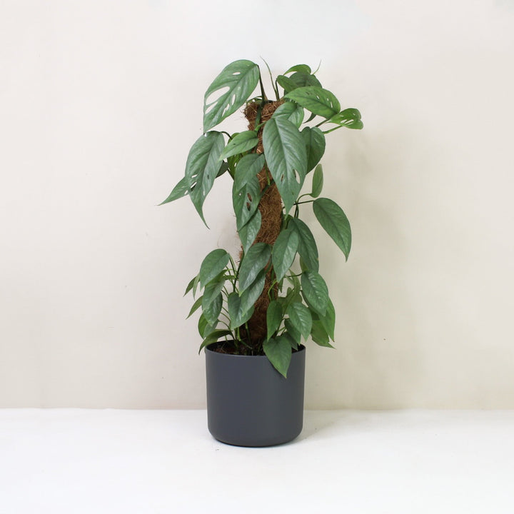 Epipremnum Pinnatum Cebu Blue L / Topf anthrazit Foliage Dreams
