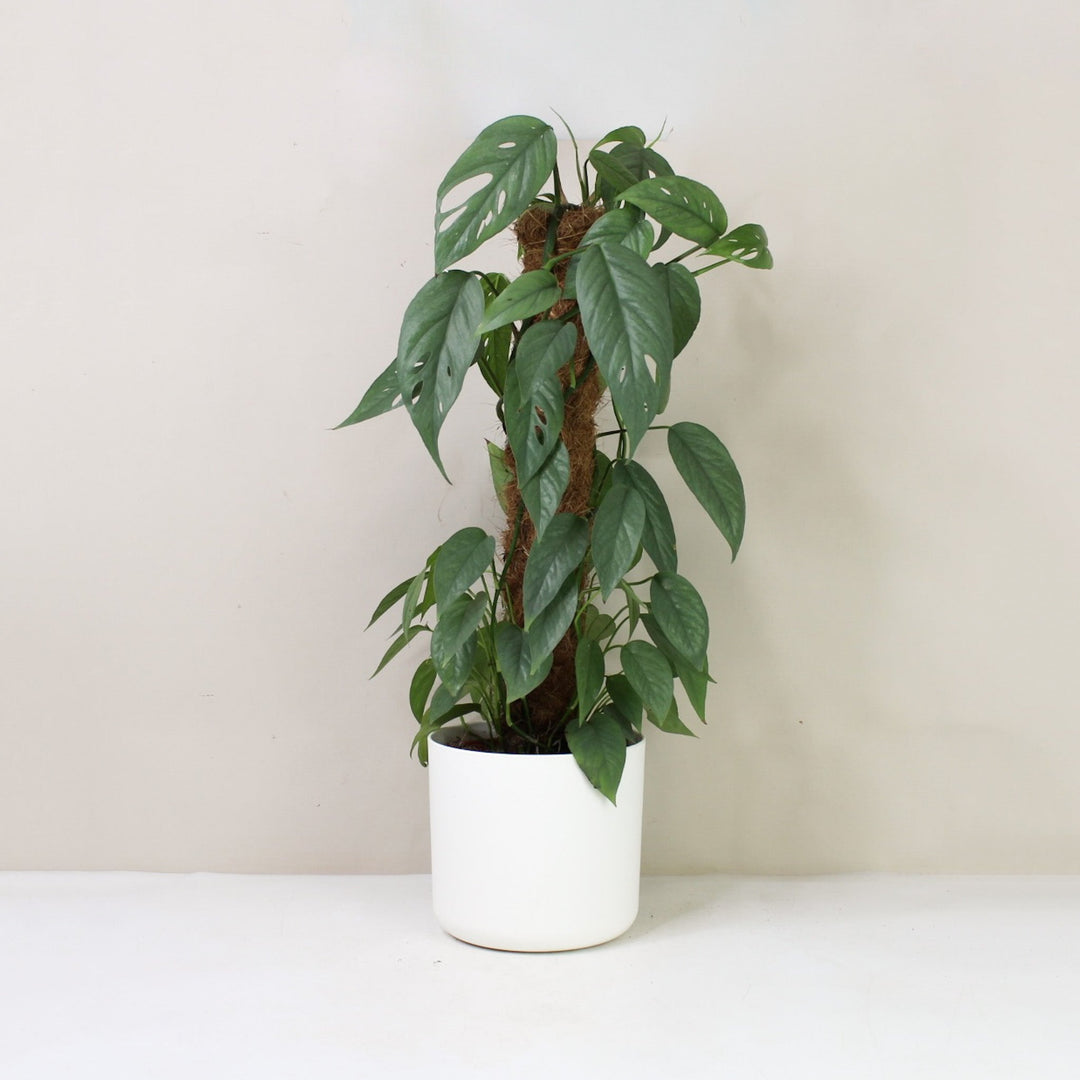 Epipremnum Pinnatum Cebu Blue L / Topf weiß Foliage Dreams