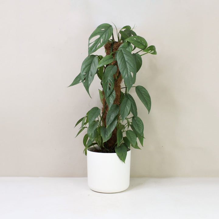 Epipremnum Pinnatum Cebu Blue L / Topf weiß Foliage Dreams