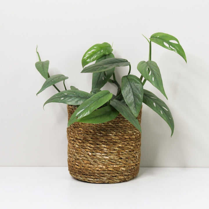 Epipremnum Pinnatum Cebu Blue M / Korb braun Foliage Dreams
