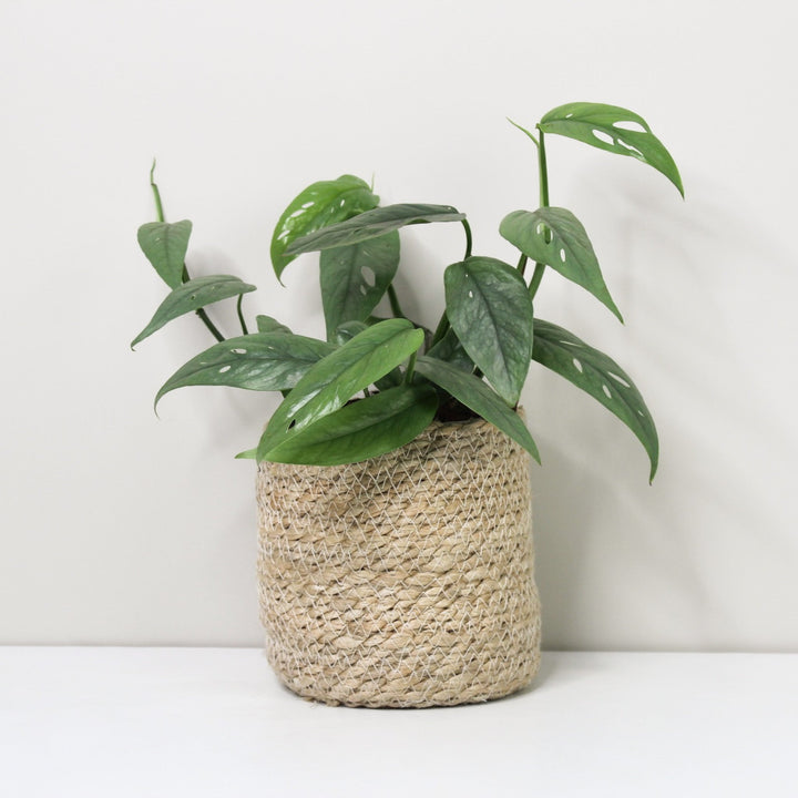 Epipremnum Pinnatum Cebu Blue M / Korb creme Foliage Dreams
