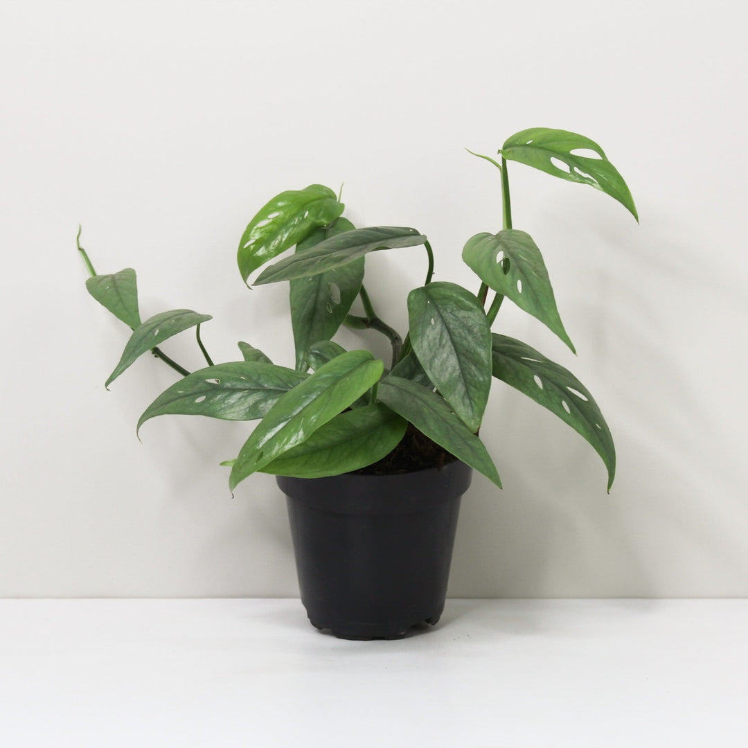 Epipremnum Pinnatum Cebu Blue M / ohne Übertopf Foliage Dreams