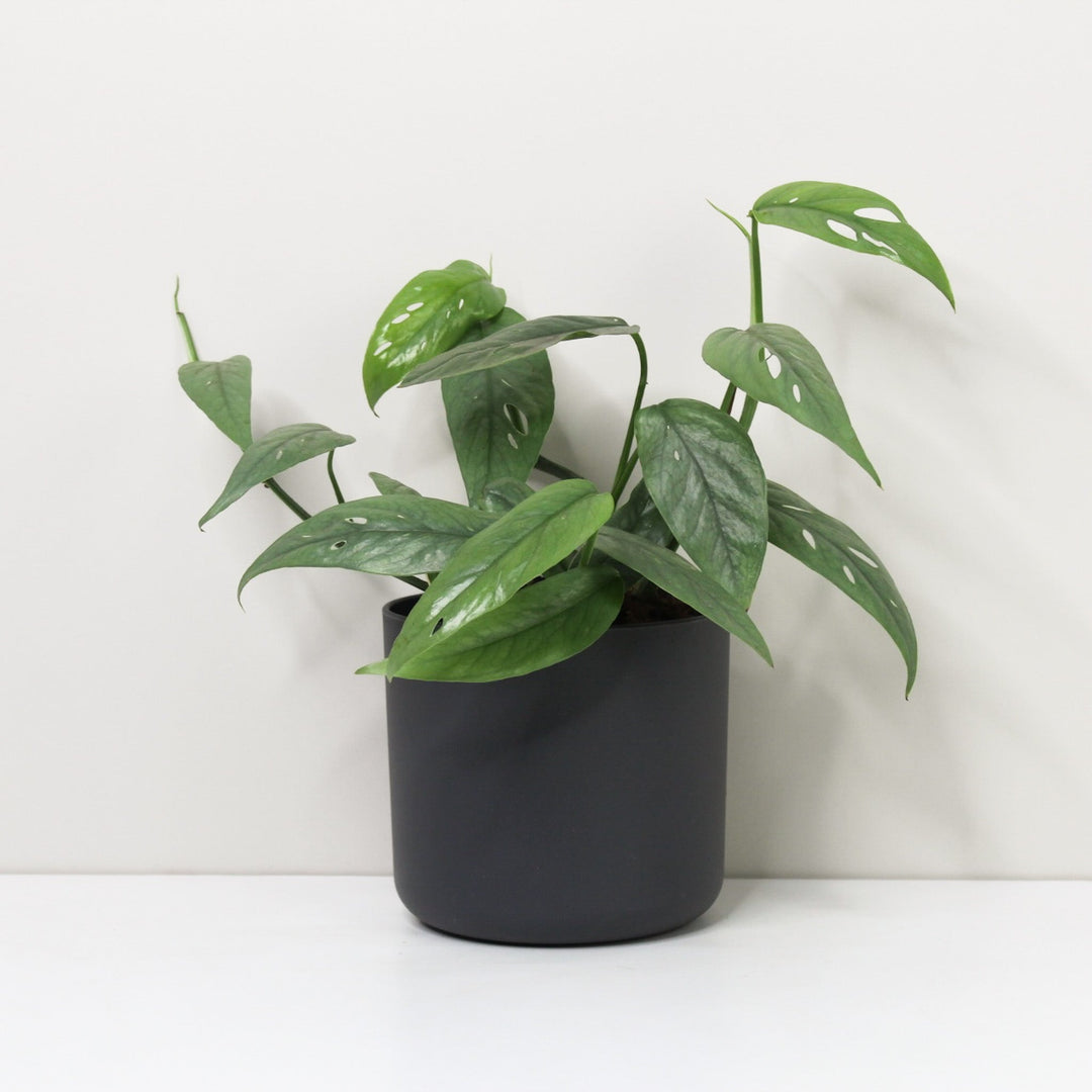 Epipremnum Pinnatum Cebu Blue M / Topf anthrazit Foliage Dreams