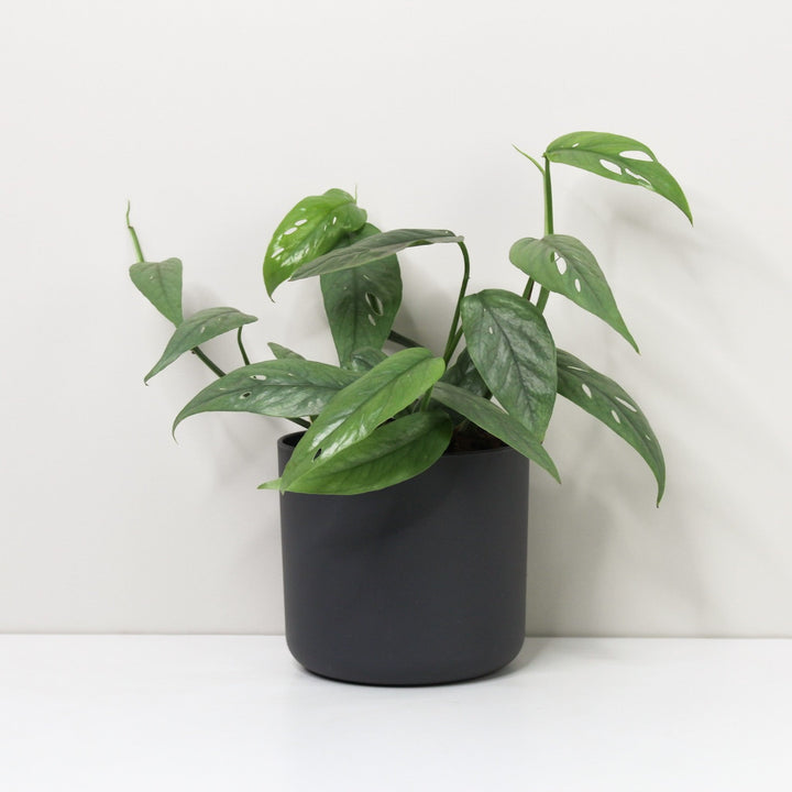 Epipremnum Pinnatum Cebu Blue M / Topf anthrazit Foliage Dreams