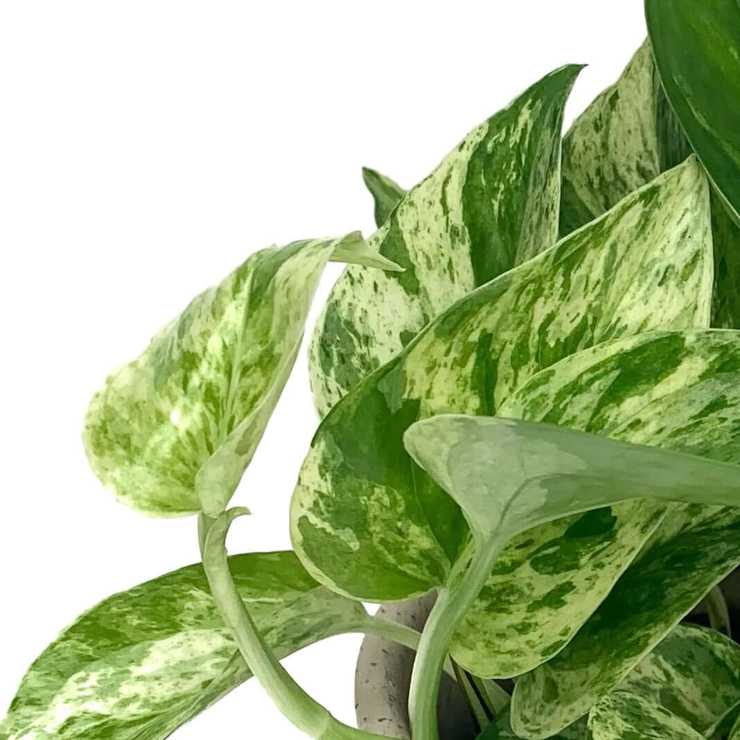 Epipremnum Pinnatum Marble Queen (Efeutute) Foliage Dreams