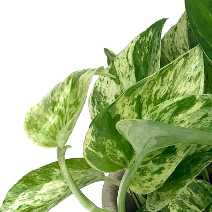 Epipremnum Pinnatum Marble Queen (Efeutute) Foliage Dreams