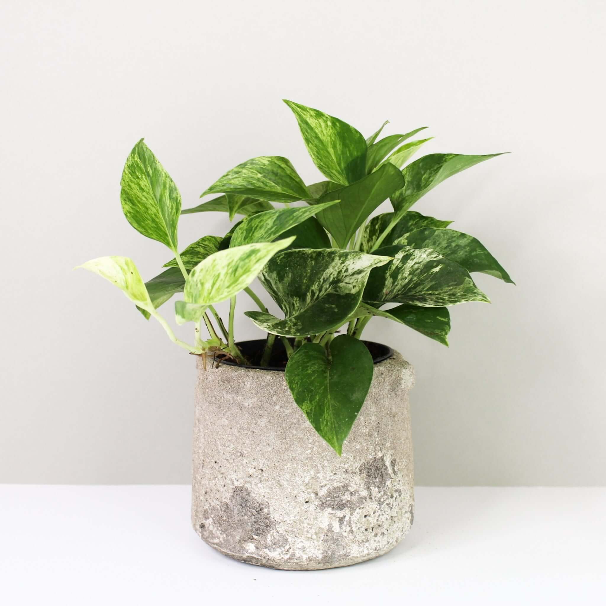 Epipremnum Pinnatum Marble Queen (Efeutute) – Foliage Dreams