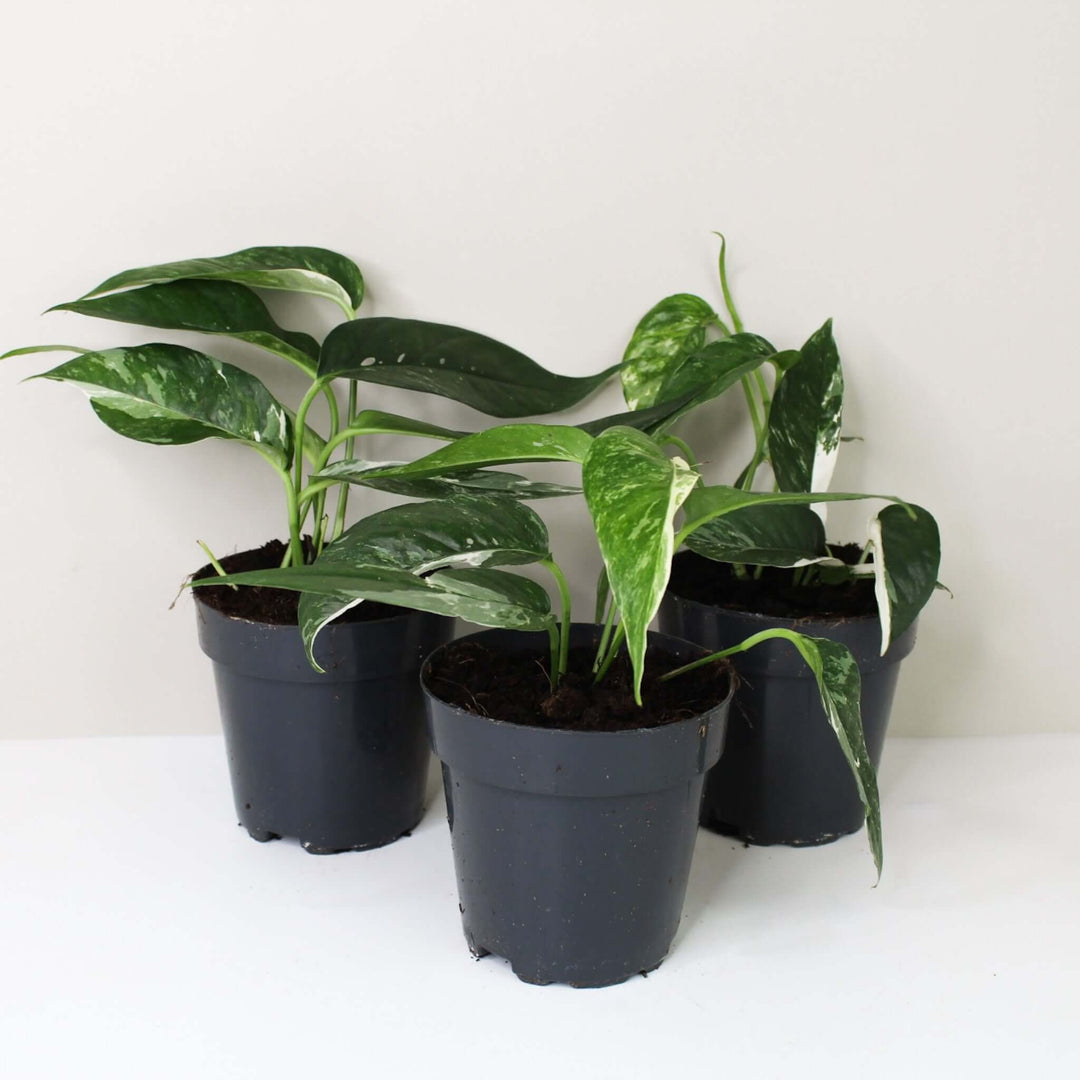 Epipremnum Pinnatum Variegata Albo Foliage Dreams