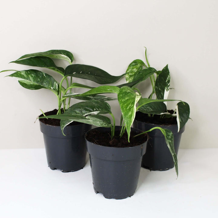 Epipremnum Pinnatum Variegata Albo Foliage Dreams