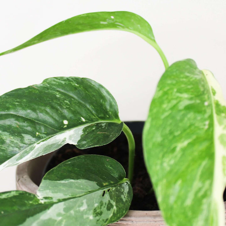Epipremnum Pinnatum Variegata Albo Foliage Dreams