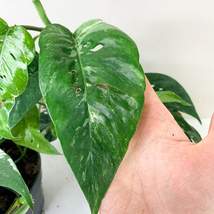 Epipremnum Pinnatum Variegata Albo Foliage Dreams