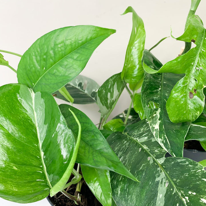 Epipremnum Pinnatum Variegata Albo Foliage Dreams
