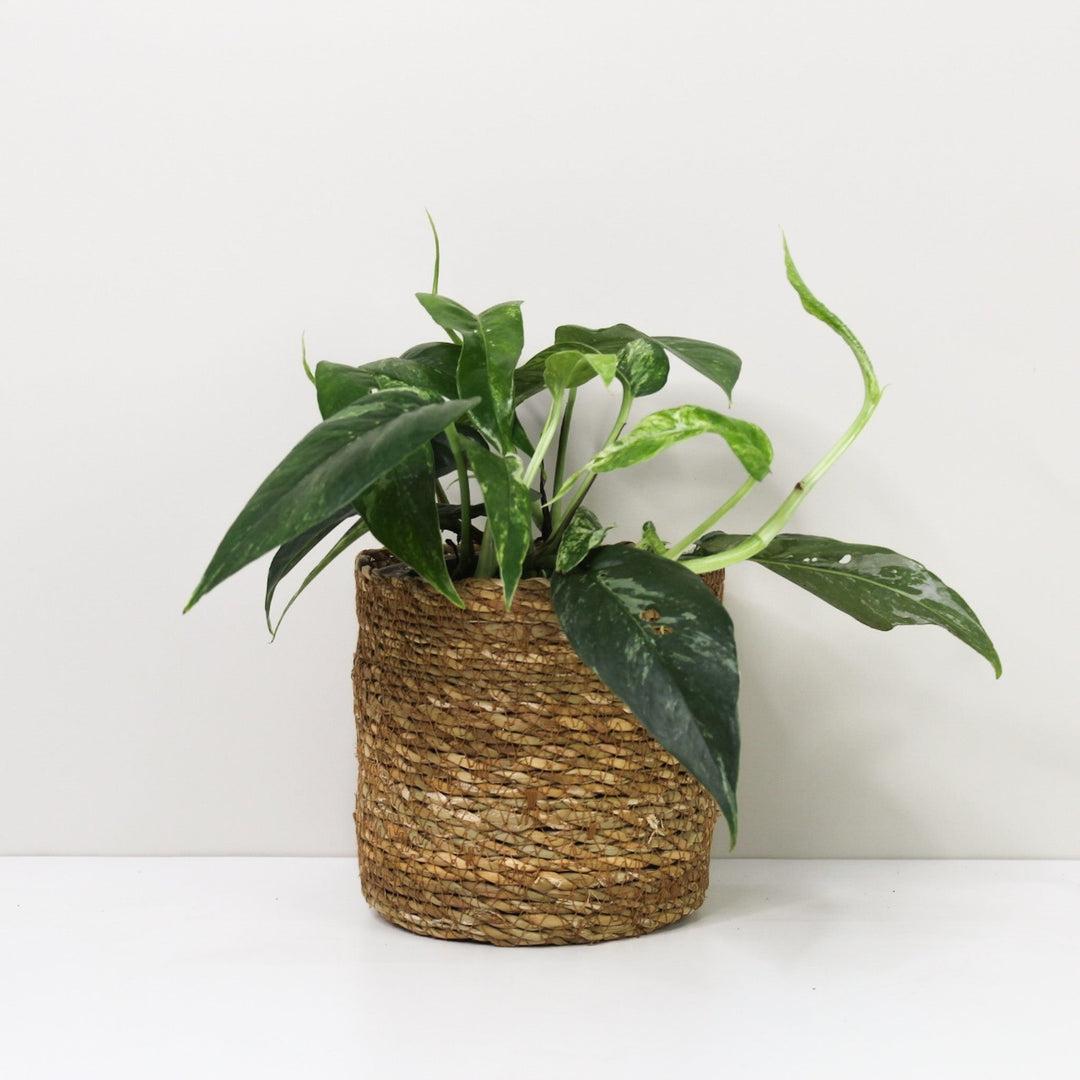 Epipremnum Pinnatum Variegata Albo Foliage Dreams