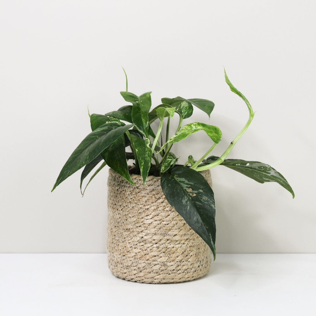 Epipremnum Pinnatum Variegata Albo Foliage Dreams