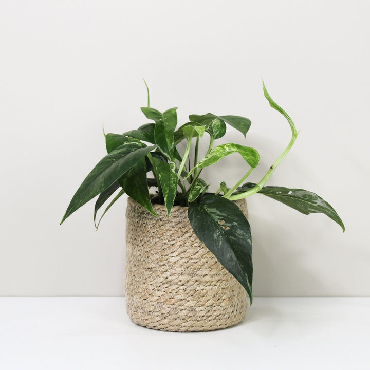 Epipremnum Pinnatum Variegata Albo Foliage Dreams