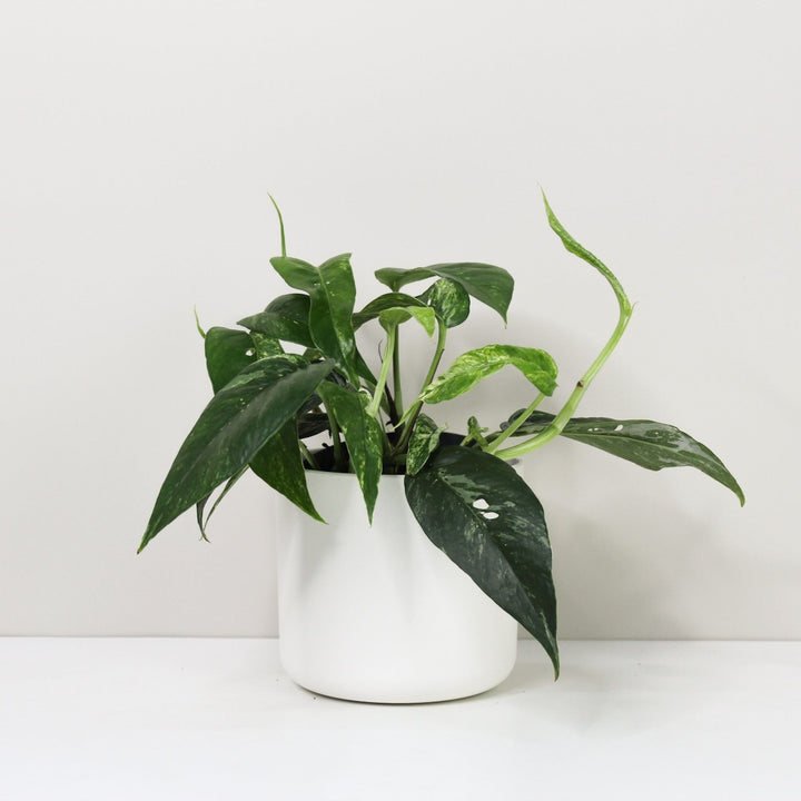 Epipremnum Pinnatum Variegata Albo Foliage Dreams