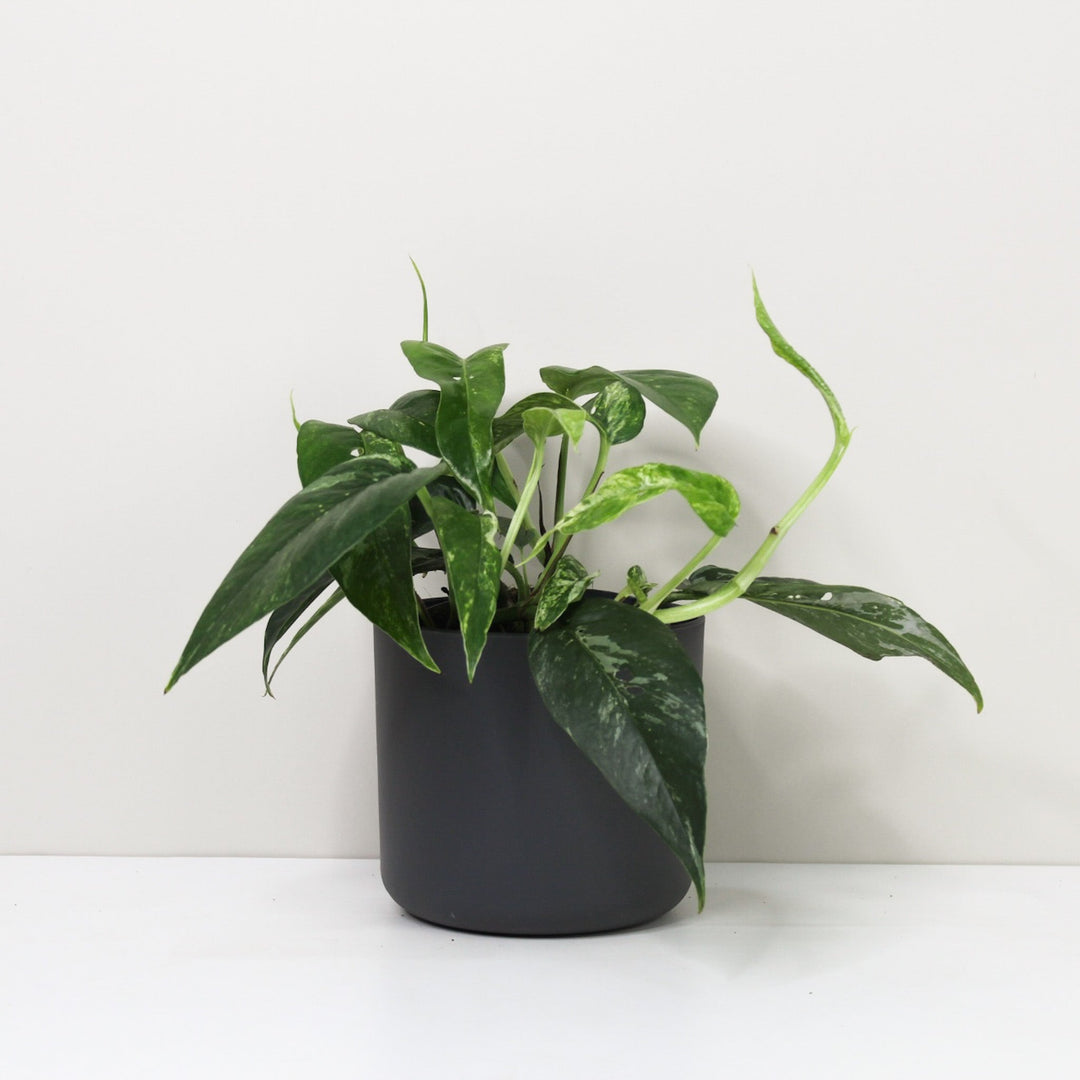 Epipremnum Pinnatum Variegata Albo Foliage Dreams