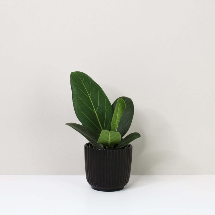 Ficus Benghalensis (Banyan Feige) - Young Plant Foliage Dreams