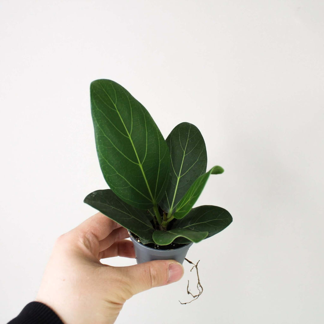 Ficus Benghalensis (Banyan Feige) - Young Plant Foliage Dreams
