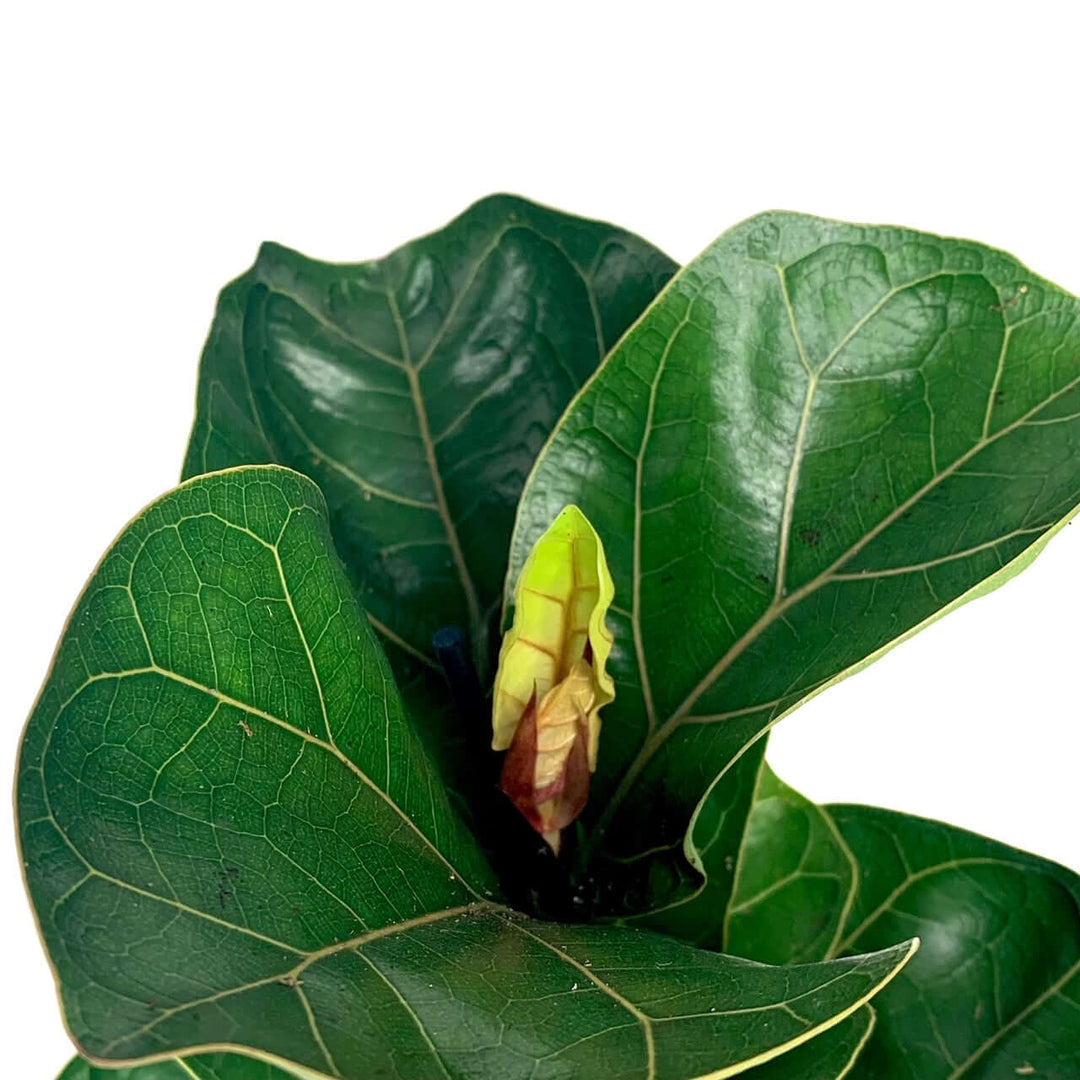 Ficus lyrata bambino (Geigenfeige) Foliage Dreams