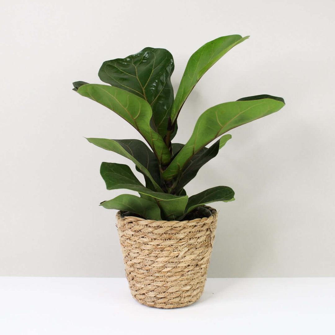 Ficus lyrata bambino (Geigenfeige) Foliage Dreams
