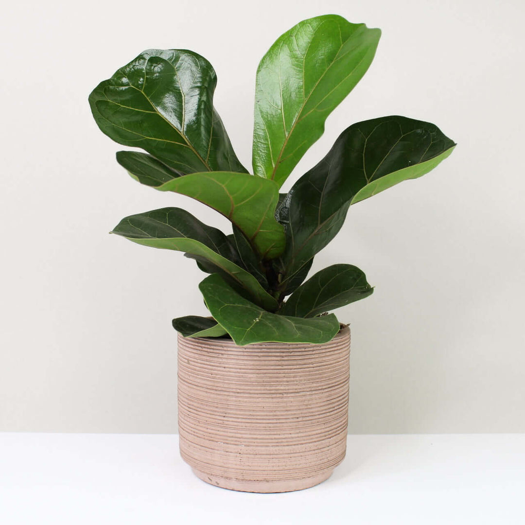 Ficus lyrata bambino (Geigenfeige) Foliage Dreams
