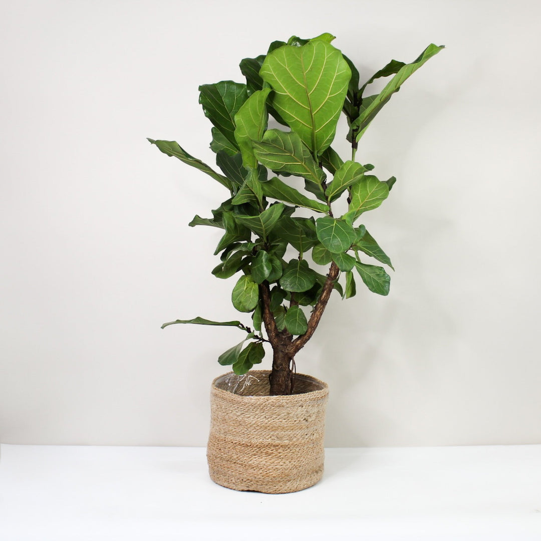 Ficus Lyrata Foliage Dreams