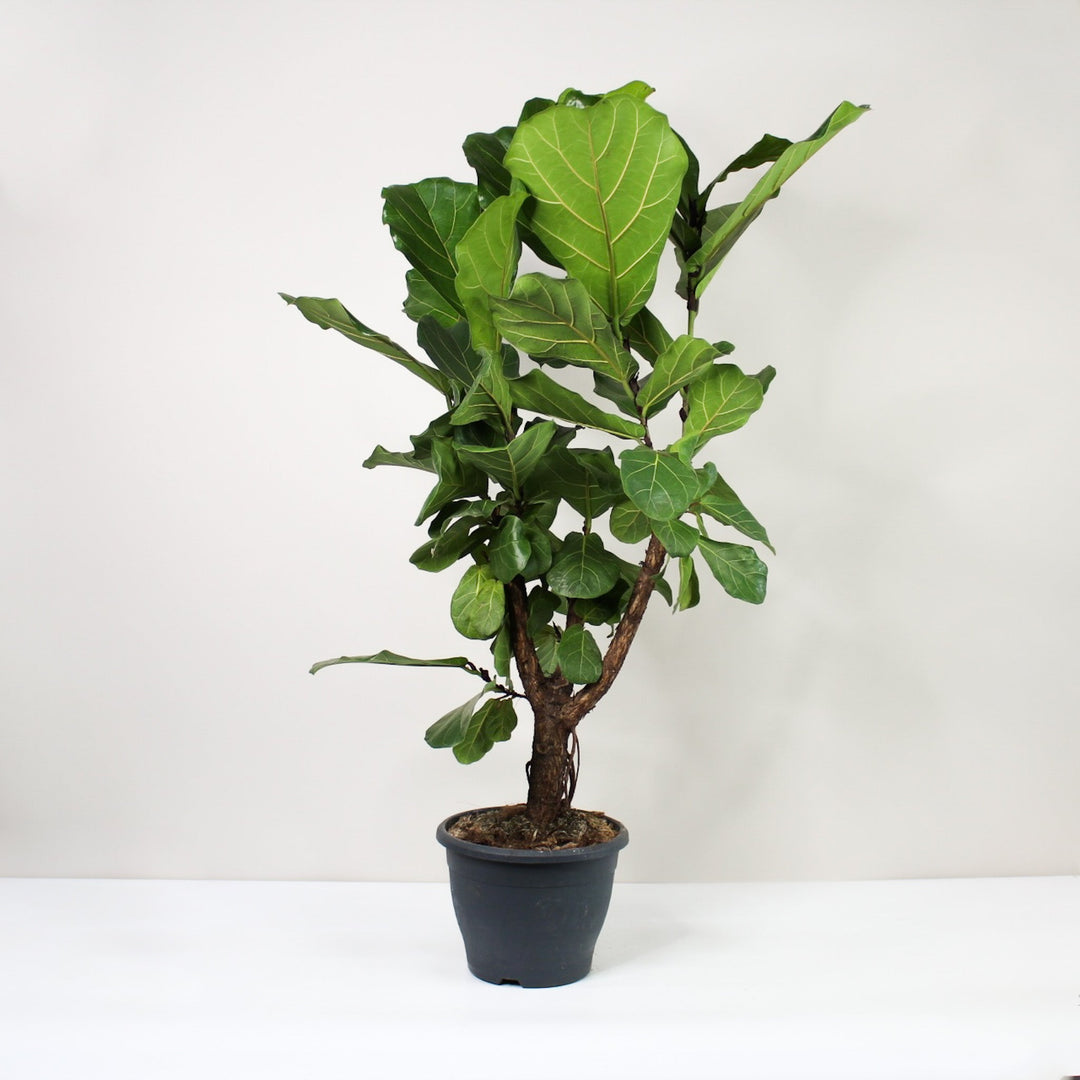 Ficus Lyrata Foliage Dreams