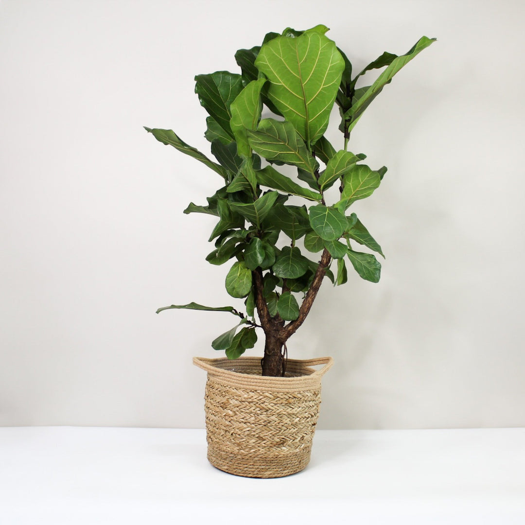 Ficus Lyrata Foliage Dreams